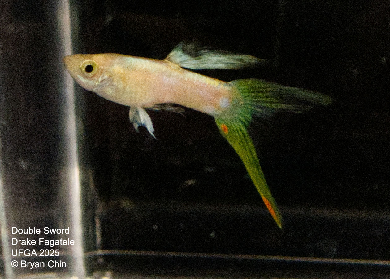 Guppy Double Swordtail